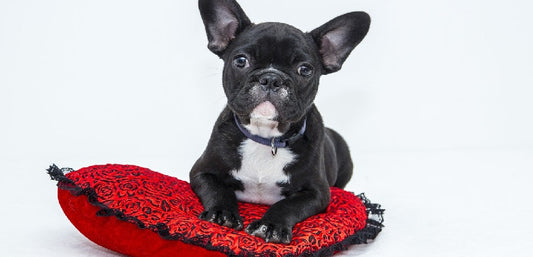 The Calming Treats - Natural Stress and Anxiety Relief Your Dog Needs - MADE IN USA