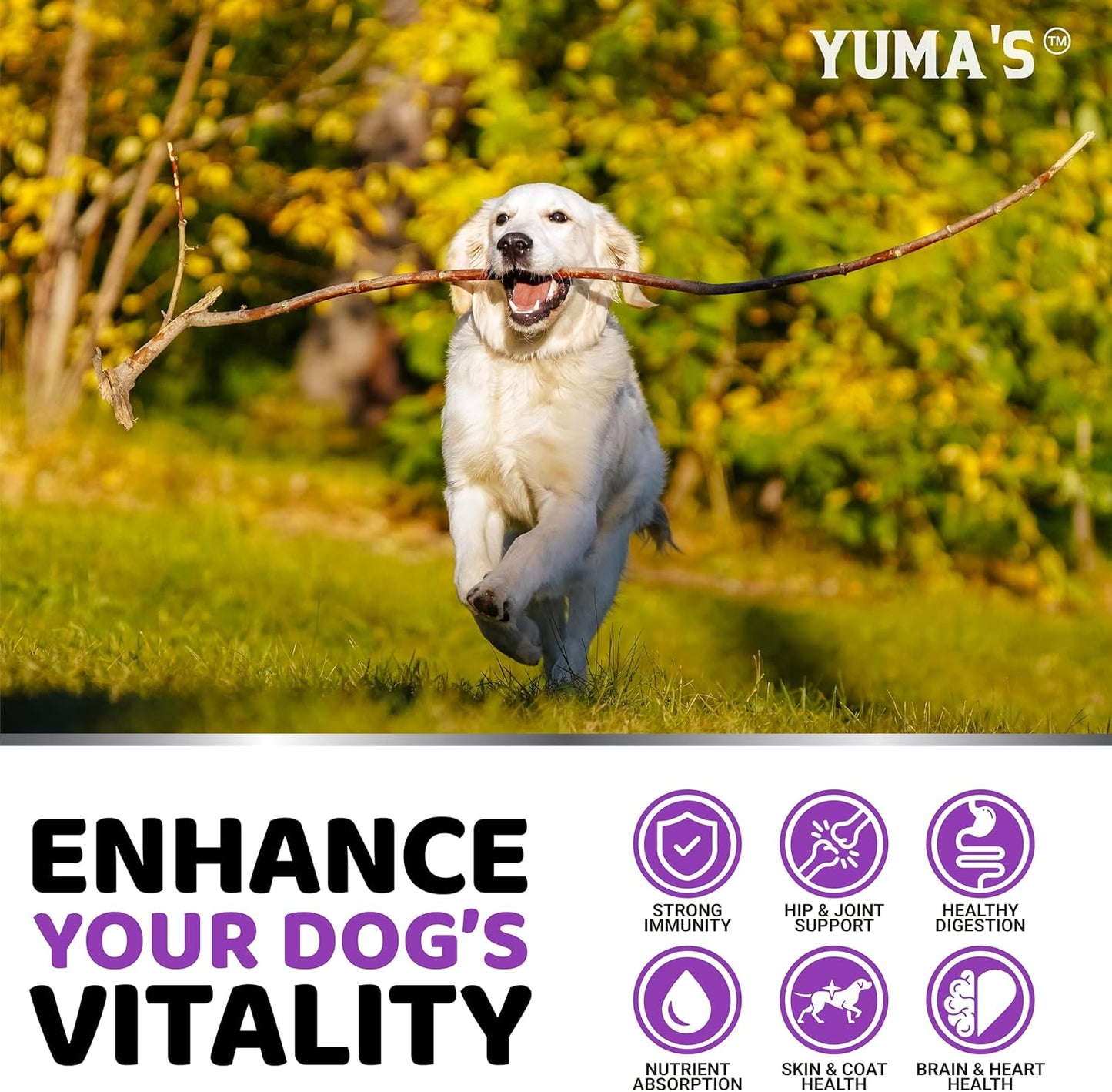 Dog Multivitamin Chewable with Glucosamine - Dog Vitamins and Supplements - 170 Treats - Senior & Puppy