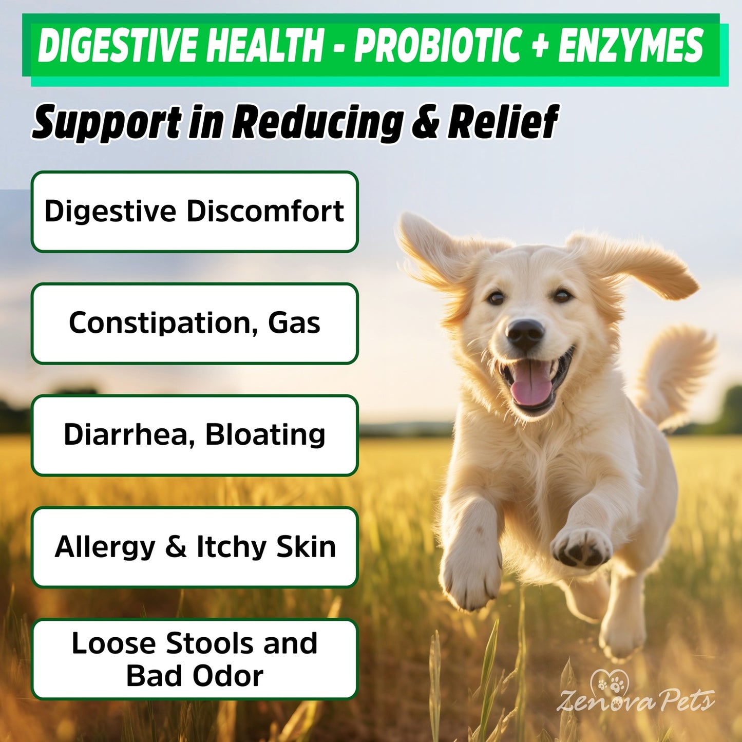 Dog Gut Health Probiotics With Digestive Enzymes USA MADE - 160 Chews Natural Digestive Care for Dog